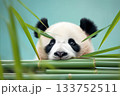A playful giant panda cub peeks through lush green bamboo, its innocent gaze captivating against a soft blue background 133752511