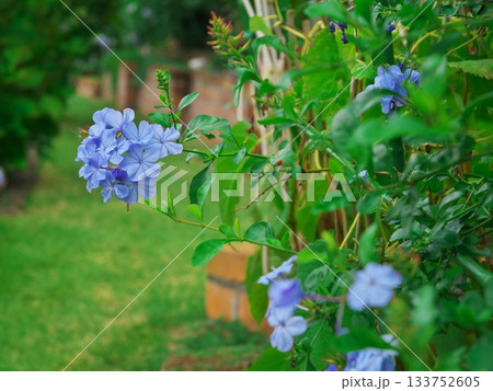 秋の浜松　ガーデンカフェ 碧の丘に咲くルリマツリ 133752605