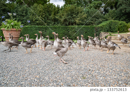 Group of gray geese walking on gravel path with green hedge in background. Group of gray geese walking on gravel path with green hedge in background. 133752613
