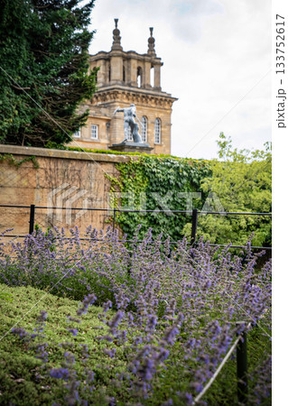 Rows of purple catmint bloom against green ivy and stone, swaying softly in the afternoon air. 133752617