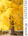 黄金色に輝く銀杏 133752720
