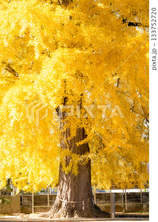 黄金色に輝く銀杏 133752720