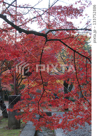 Late autumn / 晩秋の京都旅行～紅葉の終盤となった古刹寺院のモミジ並木の境内の様子 133752886