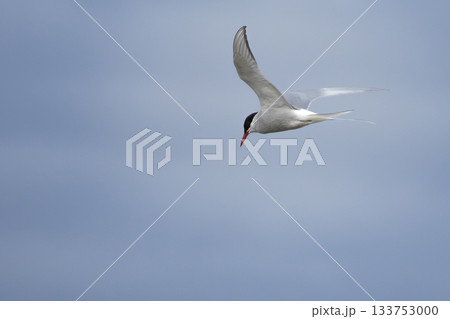 A polar tern floating on sky 133753000