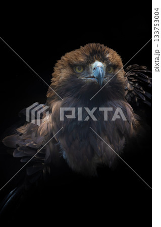 Big  (Aquila heliaca)  Bird Eastern imperial eagle 133753004