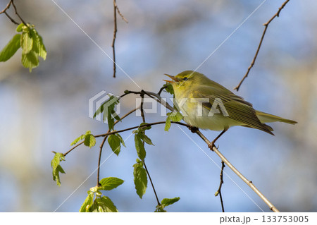 Perching Wood Warbler at tree branch. 133753005