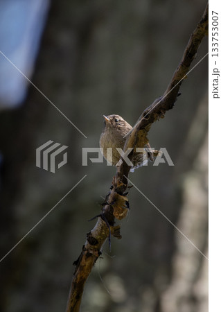 Winter Eurasian wren  Troglodytes troglodytes 133753007