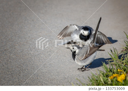 White wagtail motacilla alba pair conflict. 133753009