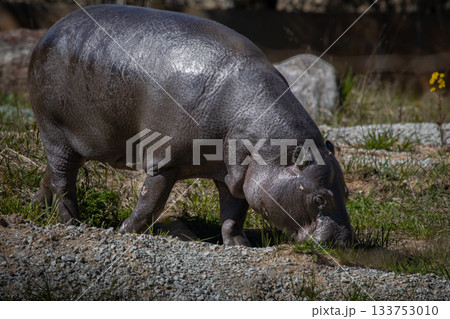 The pygmy Hippo eats grass The pygmy Hippo eats grass 133753010