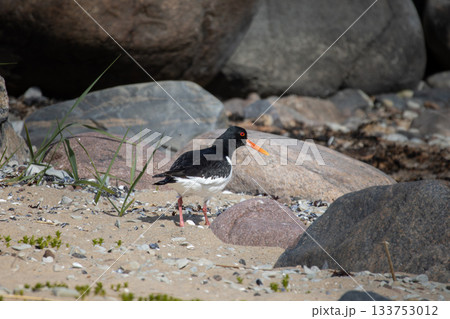 Eurasian Oystercatcher - Haematopus ostralegus 133753012