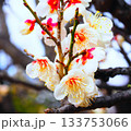 白い梅の花 133753066