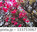 咲き始めた紅梅 133753067