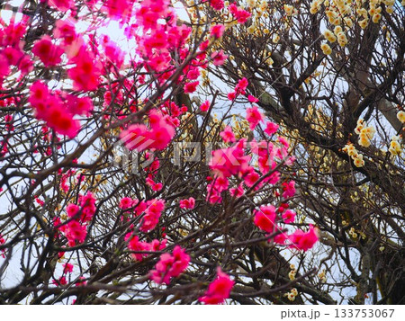 咲き始めた紅梅 咲き始めた紅梅 133753067