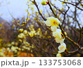 光を浴びて生き生きと幻想的に浮かび上がった白い梅の花 133753068