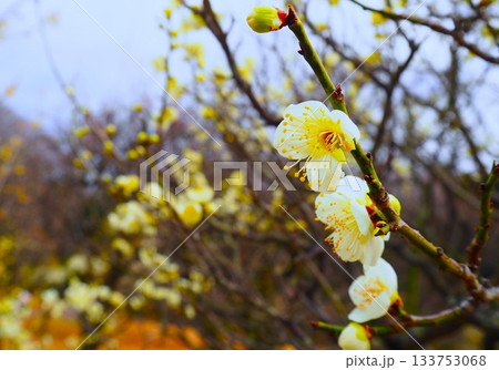 光を浴びて生き生きと幻想的に浮かび上がった白い梅の花 光を浴びて生き生きと幻想的に浮かび上がった白い梅の花 133753068