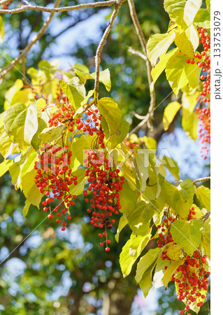 イイギリの赤い実 133753079