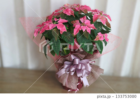 満開に咲いたポインセチアの花 133753080
