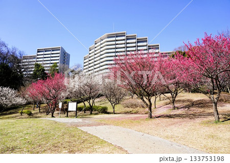 山田富士公園 133753198