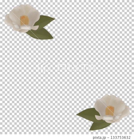 White camellia illustration material White camellia illustration material 133753632