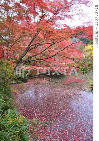 六甲山の秋 六甲山の秋 133753718