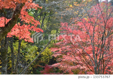 六甲山の秋 六甲山の秋 133753767