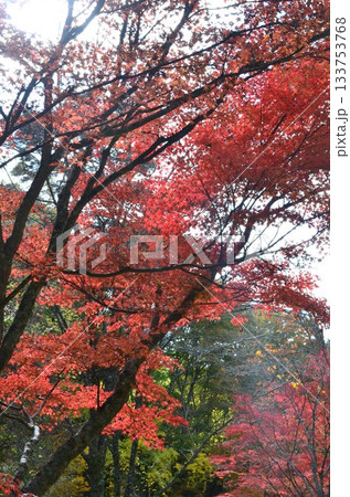 六甲山の秋 六甲山の秋 133753768