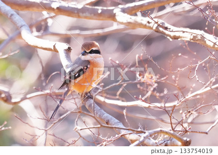 モズ（オス） 133754019