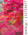 紅葉 133754077