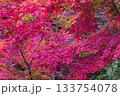 紅葉 133754078