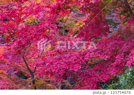 紅葉 紅葉 133754078
