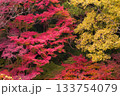 紅葉 133754079