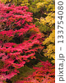 紅葉 133754080