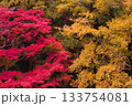 紅葉 133754081