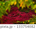 紅葉 133754082