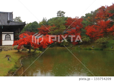 秋の高台寺（開山堂・臥竜池・京都市） 133754209