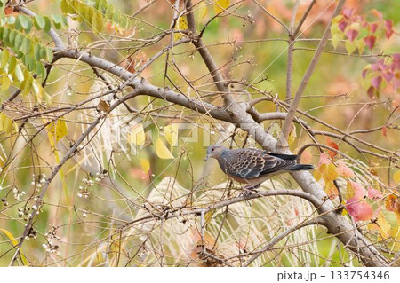 キジバト 133754346