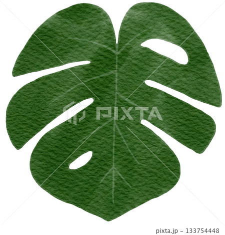 Monstera 133754448