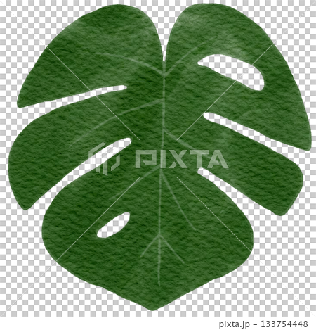 Monstera 133754448