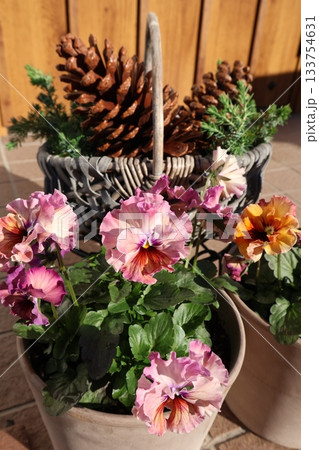 フリルパンジーと大きな松ぼっくり 133754631