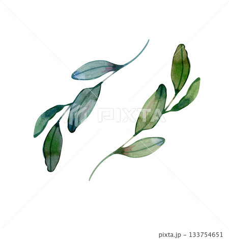 Watercolor olive branches painted in natural green tones. Perfect for Mediterranean themes, wedding design, packaging, branding, organic products, botanical illustrations, and invitations. 133754651