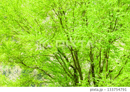 乗鞍高原のカツラ新緑 133754791