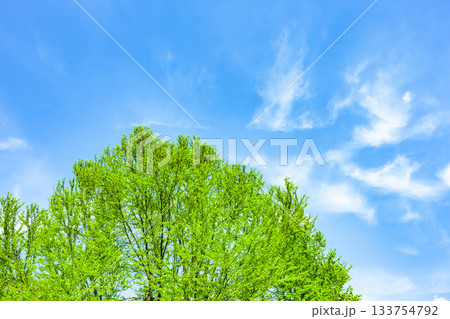 乗鞍高原のカツラ新緑 133754792