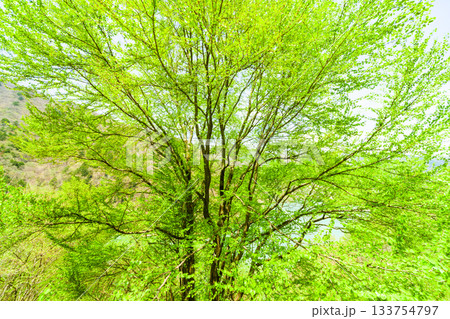 乗鞍高原のカツラ新緑 133754797