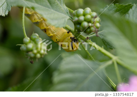 クロメンガタスズメの幼虫の素材写真 133754817