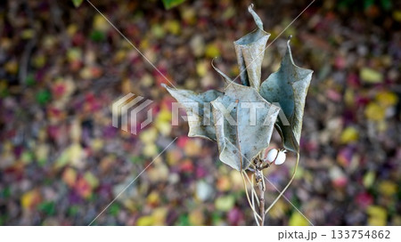 ナンキンハゼ 133754862