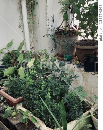 rustic indoor balcony featuring thriving plants and aromatic herb scents 133754868