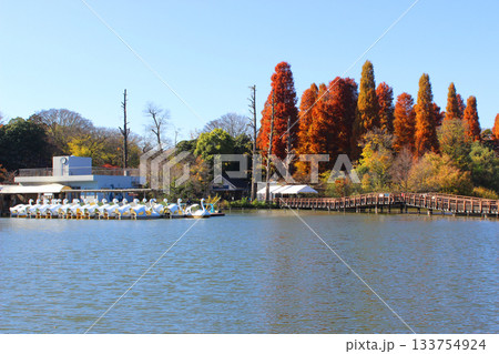 井の頭公園の紅葉 133754924