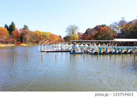 井の頭公園の紅葉 井の頭公園の紅葉 133754925