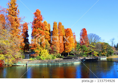 井の頭公園の紅葉 井の頭公園の紅葉 133754926