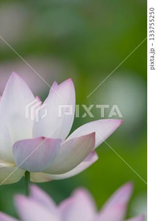 蓮の花 蓮の花 133755250